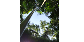 Topografia, Regularização, Retificação, Usucapião, Georreferenciamento